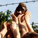 LA PROVINCIA DI ROMA HA FESTEGGIATO CON LEGAMBIENTE I BEAGLE LIBERATI DA GREEN HILL