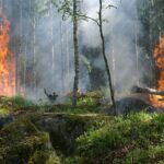 Allarme incendi, Legambiente: taglio fondi mette a rischio patrimonio ambientale regionale