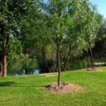 Seicento nuovi alberi piantati da scuole e cittadini per la Festa dell’Albero. Legambiente: meno smog e più ossigeno alle nostre città